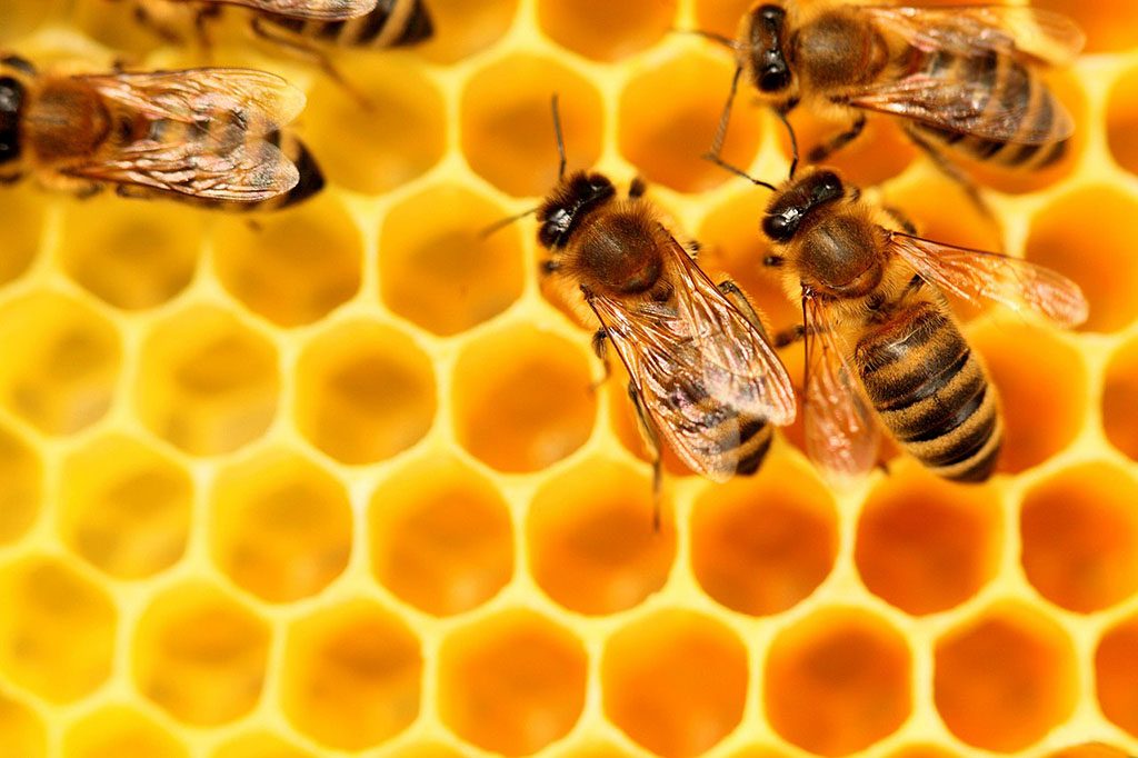ruches et abeilles